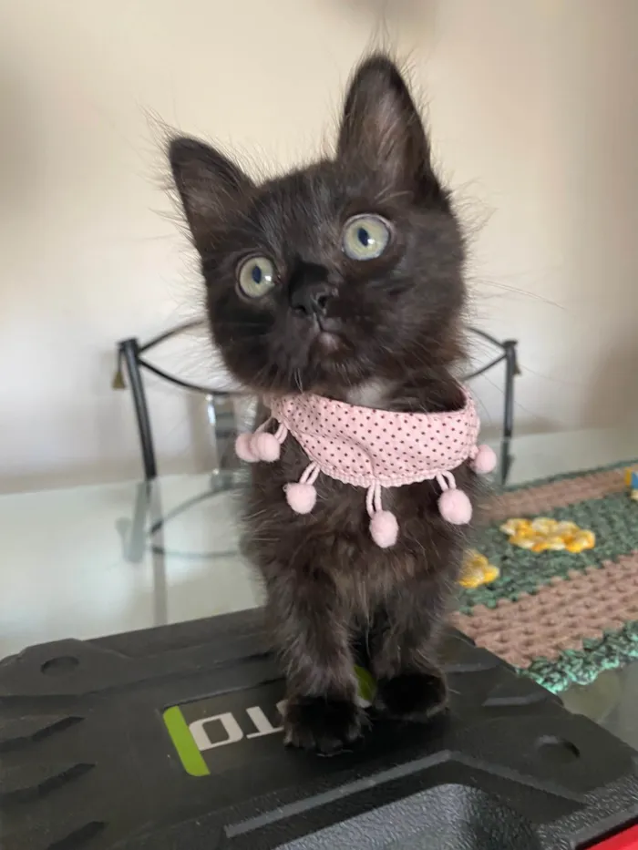 Gato ra a Srd idade Abaixo de 2 meses nome Emilia