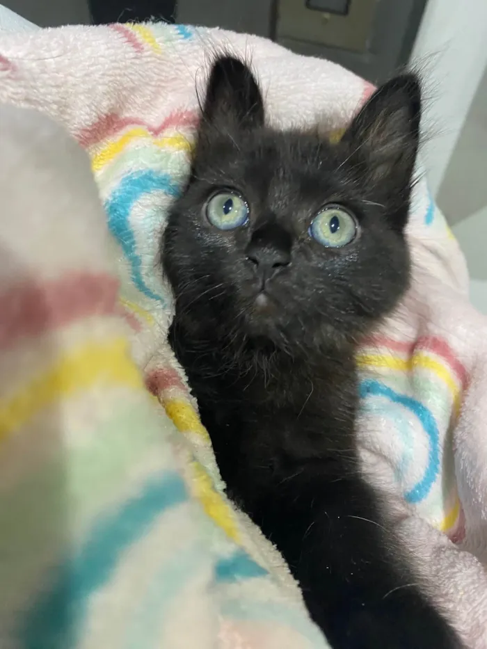 Gato ra a Srd idade Abaixo de 2 meses nome Emilia