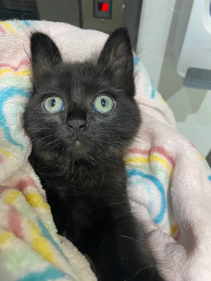 Gato ra a Srd idade Abaixo de 2 meses nome Emilia
