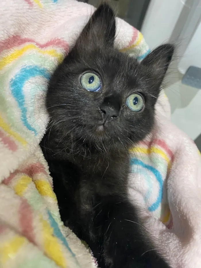Gato ra a Srd idade Abaixo de 2 meses nome Emilia