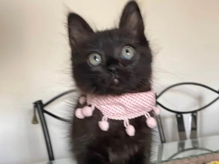 Gato ra a Srd idade Abaixo de 2 meses nome Emilia
