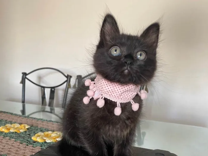 Gato ra a Srd idade Abaixo de 2 meses nome Emilia