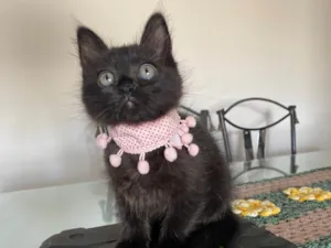 Gato raça Srd idade Abaixo de 2 meses nome Emilia