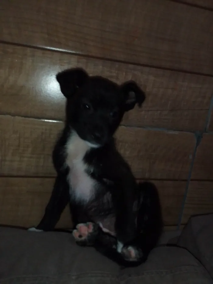Cachorro ra a  idade 2 a 6 meses nome Sofia 