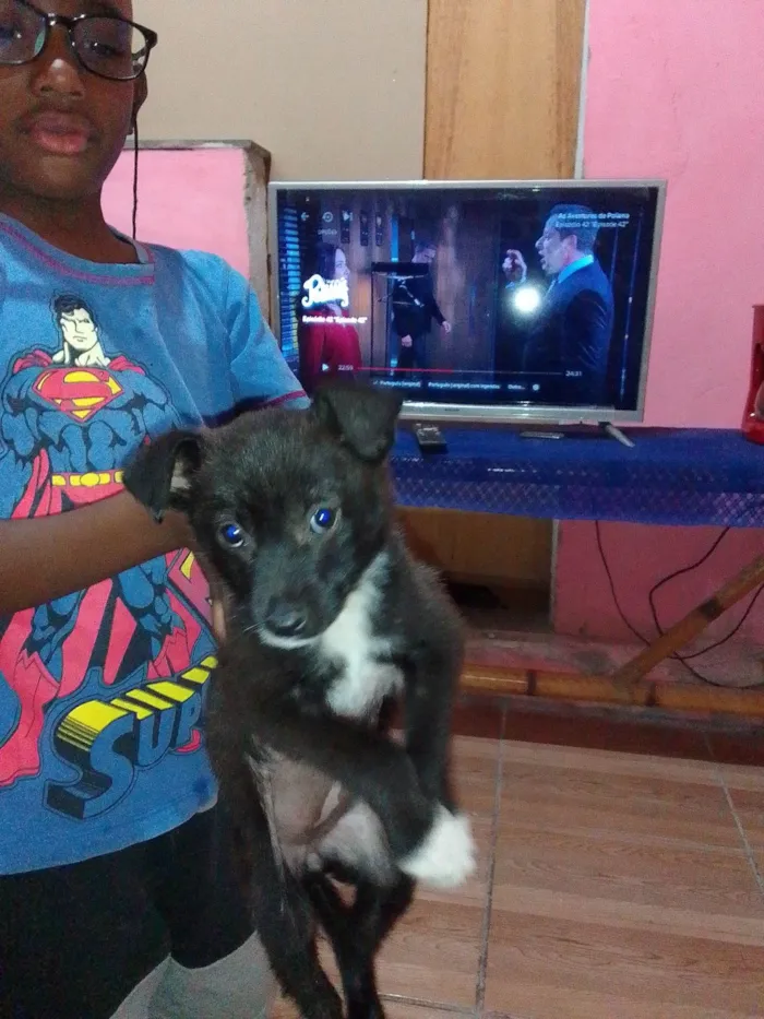 Cachorro ra a  idade 2 a 6 meses nome Sofia 