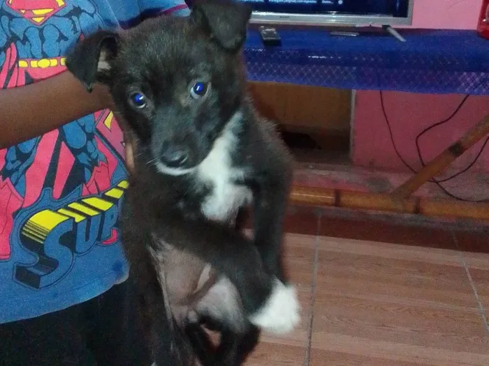 Cachorro ra a  idade 2 a 6 meses nome Sofia 