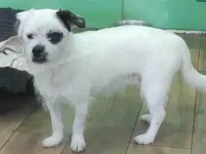 Cachorro raça Srd idade 1 ano nome Billy