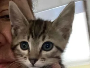 Gato raça Srd idade 2 a 6 meses nome Teófilo 