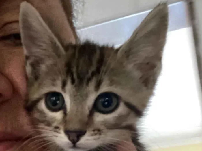 Gato ra a Srd idade 2 a 6 meses nome Teófilo 