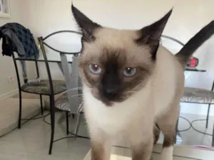 Cachorro raça Srd idade 2 a 6 meses nome Luvinha