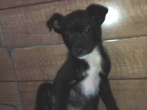 Cachorro raça  idade 2 a 6 meses nome Sofia 