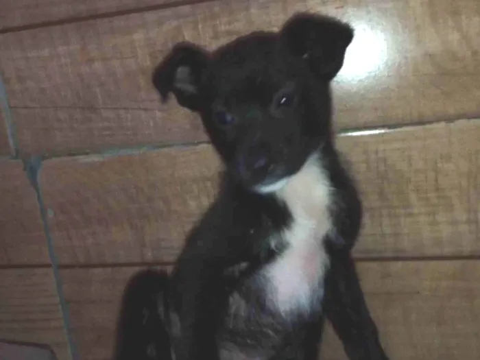 Cachorro ra a  idade 2 a 6 meses nome Sofia 