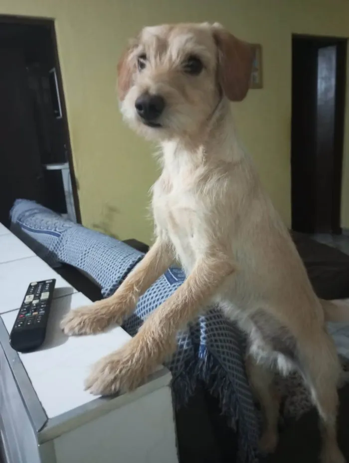 Cachorro ra a Srd idade 1 ano nome Lebron