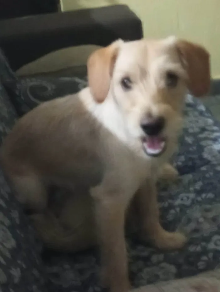 Cachorro ra a Srd idade 1 ano nome Lebron