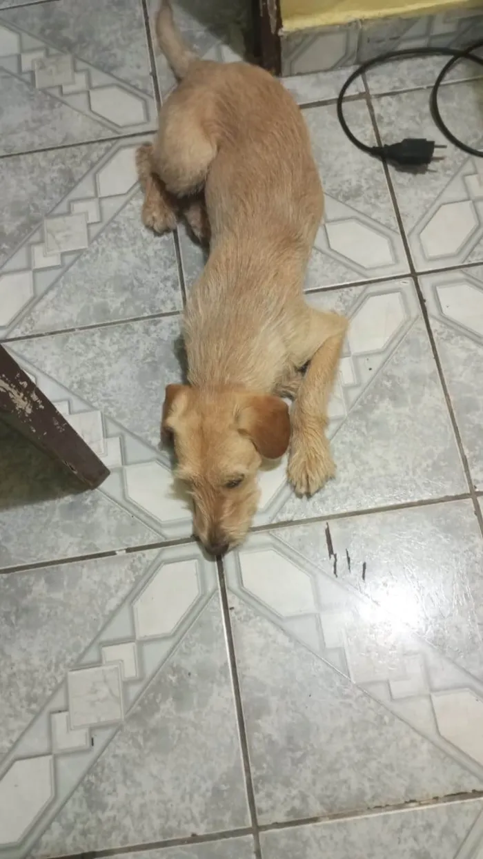 Cachorro ra a Srd idade 1 ano nome Lebron