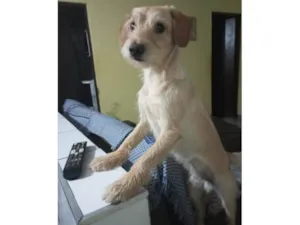 Cachorro raça Srd idade 1 ano nome Lebron