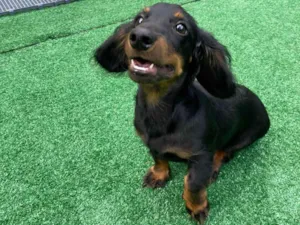 Cachorro raça Salsicha idade 7 a 11 meses nome Raju 