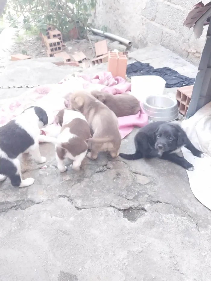 Cachorro ra a Não sei idade Abaixo de 2 meses nome Nenhum 