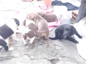 Cachorro raça Não sei idade Abaixo de 2 meses nome Nenhum 