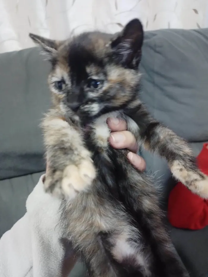 Gato ra a SRD-ViraLata idade Abaixo de 2 meses nome Sem nome