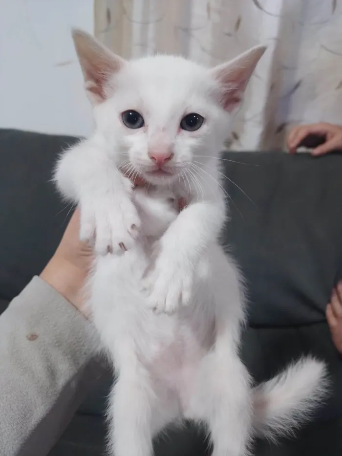 Gato ra a SRD-ViraLata idade Abaixo de 2 meses nome Sem nome