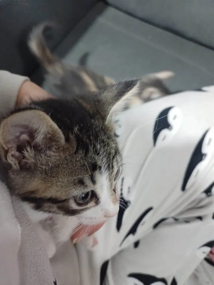 Gato ra a SRD-ViraLata idade Abaixo de 2 meses nome Sem nome