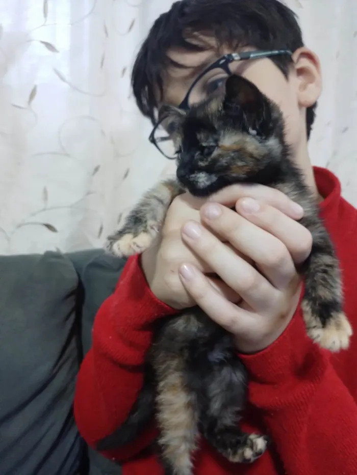 Gato ra a SRD-ViraLata idade Abaixo de 2 meses nome Sem nome