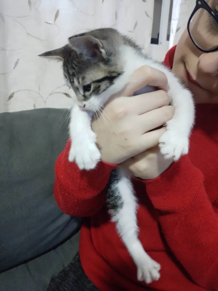Gato ra a SRD-ViraLata idade Abaixo de 2 meses nome Sem nome