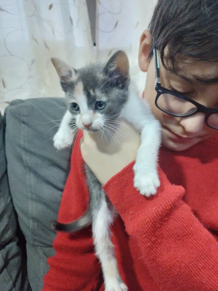 Gato ra a SRD-ViraLata idade Abaixo de 2 meses nome Sem nome