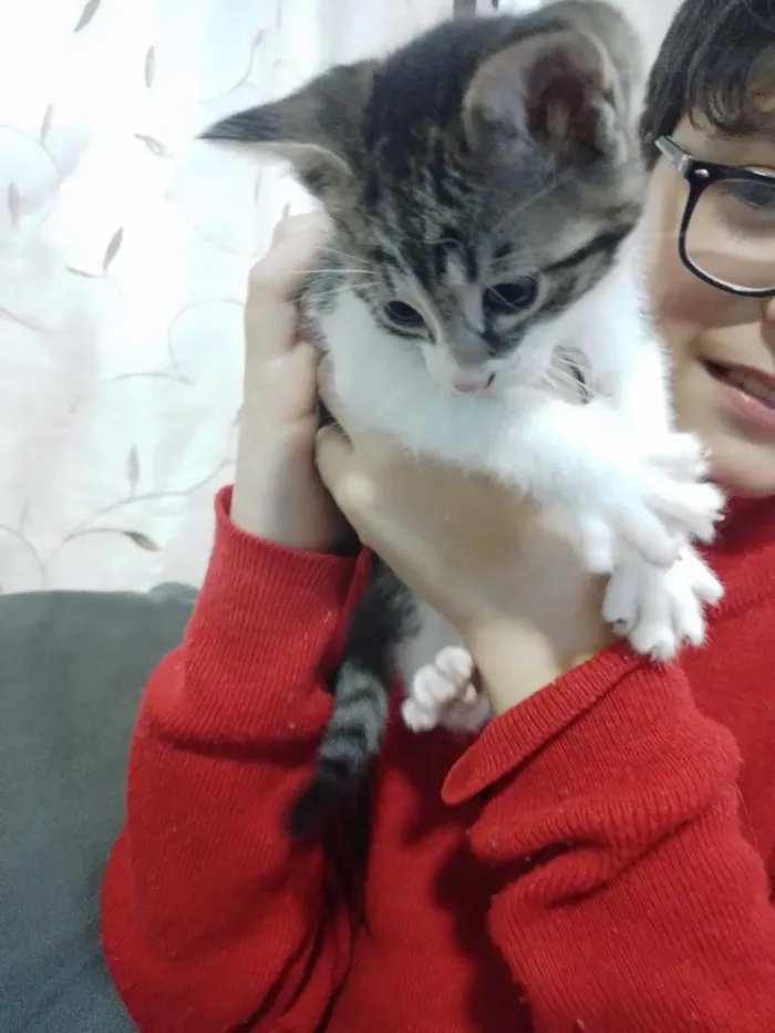 Gato ra a SRD-ViraLata idade Abaixo de 2 meses nome Sem nome