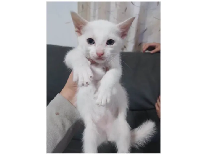 Gato ra a SRD-ViraLata idade Abaixo de 2 meses nome Sem nome