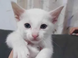 Gato raça SRD-ViraLata idade Abaixo de 2 meses nome Sem nome