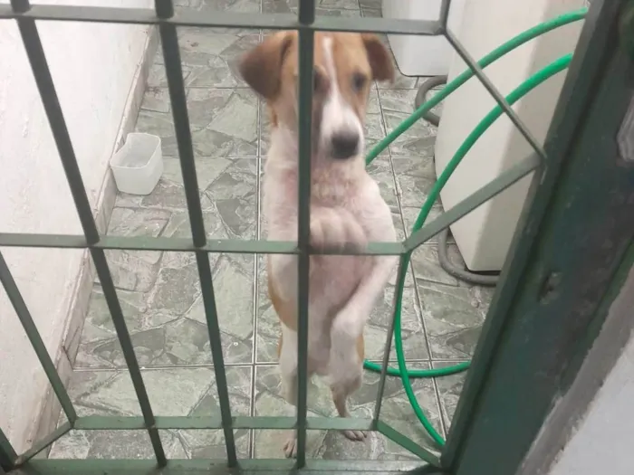 Cachorro ra a SRD-ViraLata idade 2 a 6 meses nome bile