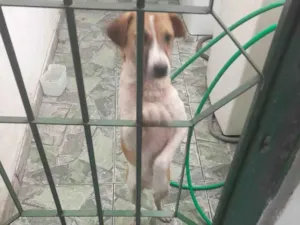 Cachorro raça SRD-ViraLata idade 2 a 6 meses nome bile