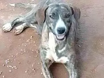 Cachorro ra a Srd idade 2 a 6 meses nome Tigresa 