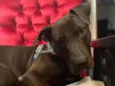 Gilda - Mix de Staffordshire Bull terrier