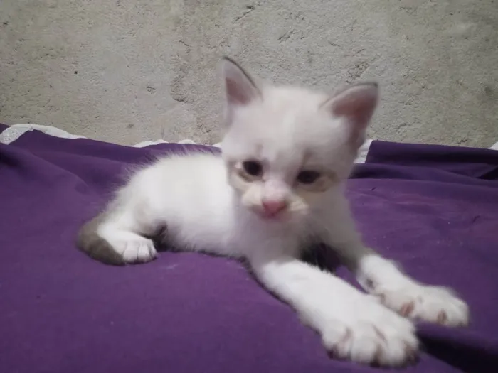 Gato ra a Siamês  idade Abaixo de 2 meses nome Sem nome 