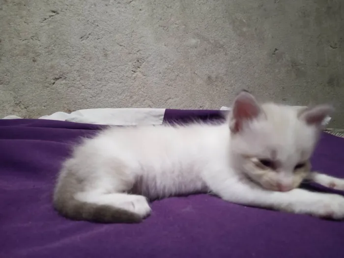 Gato ra a Siamês  idade Abaixo de 2 meses nome Sem nome 