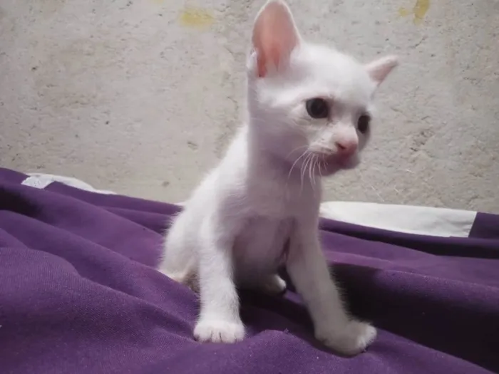 Gato ra a Siamês  idade Abaixo de 2 meses nome Gatinhos sem nome