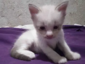 Gato raça Siamês  idade Abaixo de 2 meses nome Sem nome 