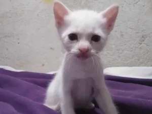 Gato raça Siamês  idade Abaixo de 2 meses nome Gatinhos sem nome