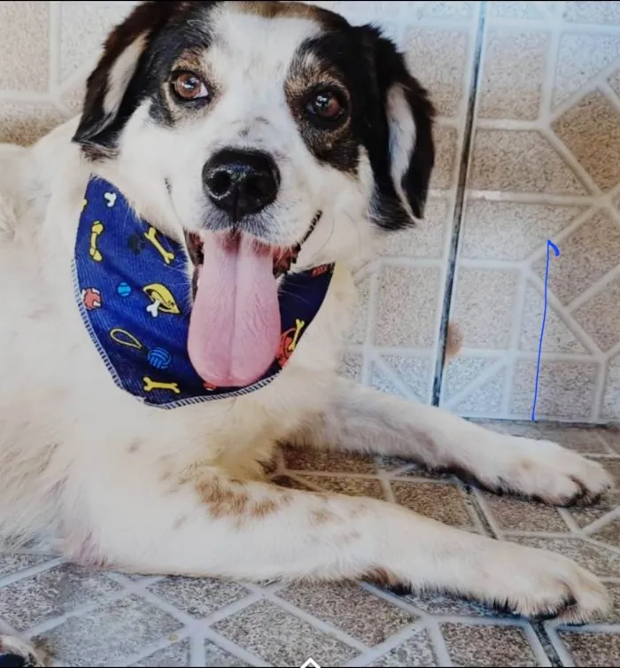 Cachorro ra a Mistura Boder Collie idade 1 ano nome Kadu