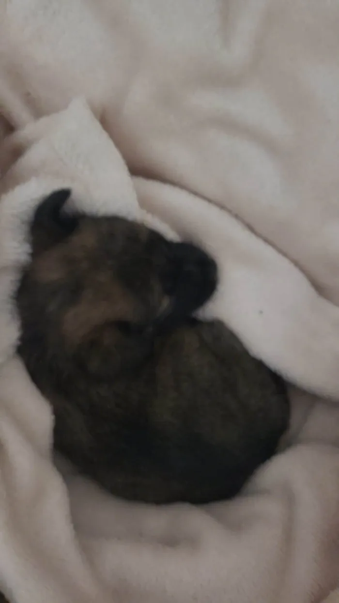 Cachorro ra a SRD-ViraLata idade Abaixo de 2 meses nome Enzo