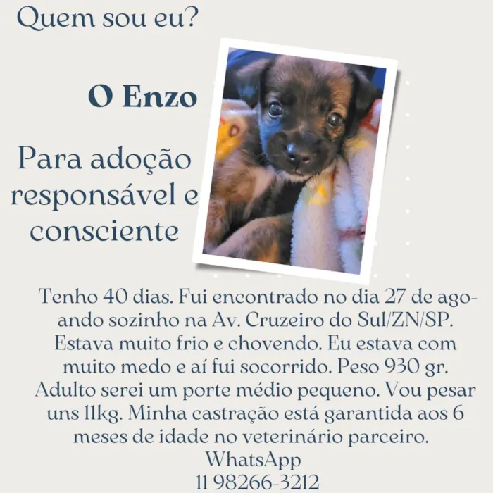 Cachorro ra a SRD-ViraLata idade Abaixo de 2 meses nome Enzo
