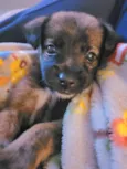 Enzo