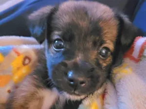 Cachorro raça SRD-ViraLata idade Abaixo de 2 meses nome Enzo