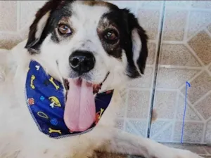 Cachorro raça Mistura Boder Collie idade 1 ano nome Kadu