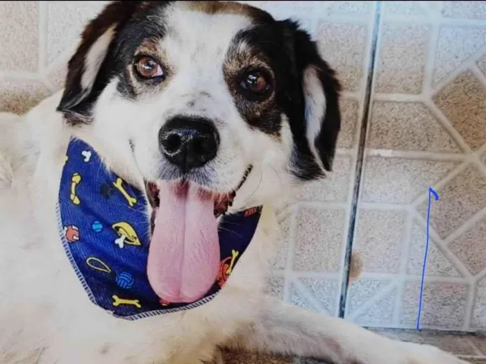 Cachorro ra a Mistura Boder Collie idade 1 ano nome Kadu