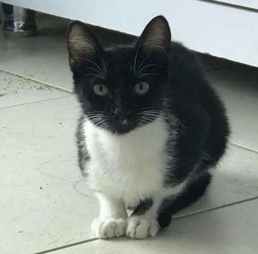Gato ra a Srd idade 2 a 6 meses nome Mia