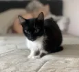Mia